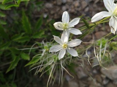 Clematis hexapetala