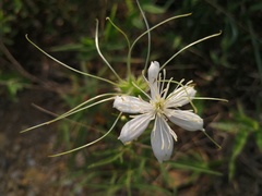 Clematis hexapetala