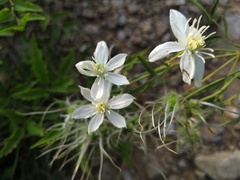 Clematis hexapetala