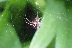 Linyphiinae