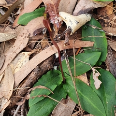 Chiloglottis diphylla