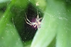 Linyphiinae