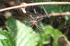 Linyphiinae