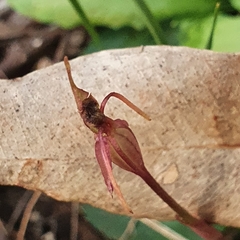 Chiloglottis diphylla