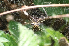 Linyphiinae
