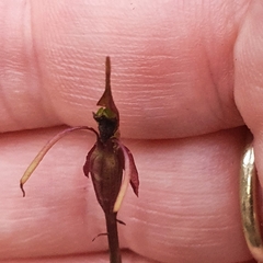 Chiloglottis diphylla