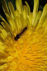 Melanostoma