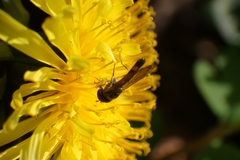 Melanostoma