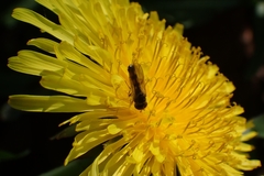 Melanostoma