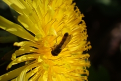 Melanostoma