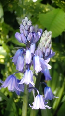 Hyacinthoides