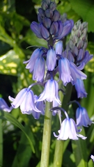 Hyacinthoides