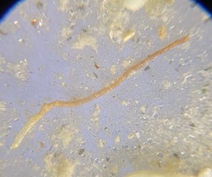 Rhabdammina