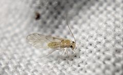 Trichopsocus