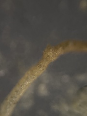 Rhabdammina