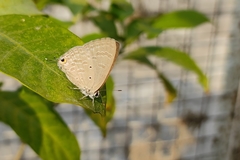 Catochrysops