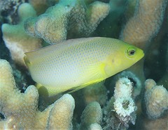 Pseudochromis fuscus
