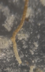 Rhabdammina