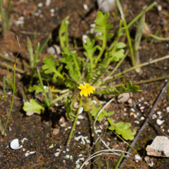 Goodenia pusilliflora
