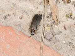 Lamprohiza mulsantii