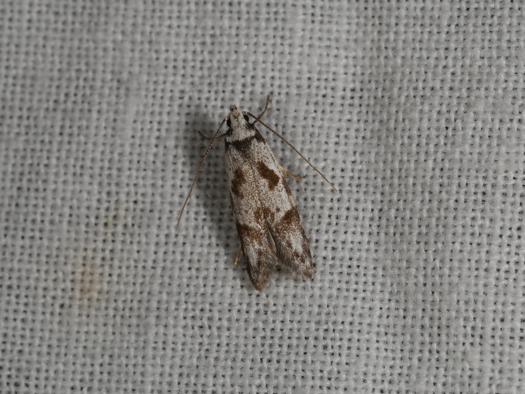 Oxythecta loxomochla