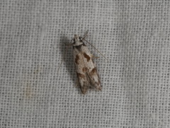 Oxythecta loxomochla