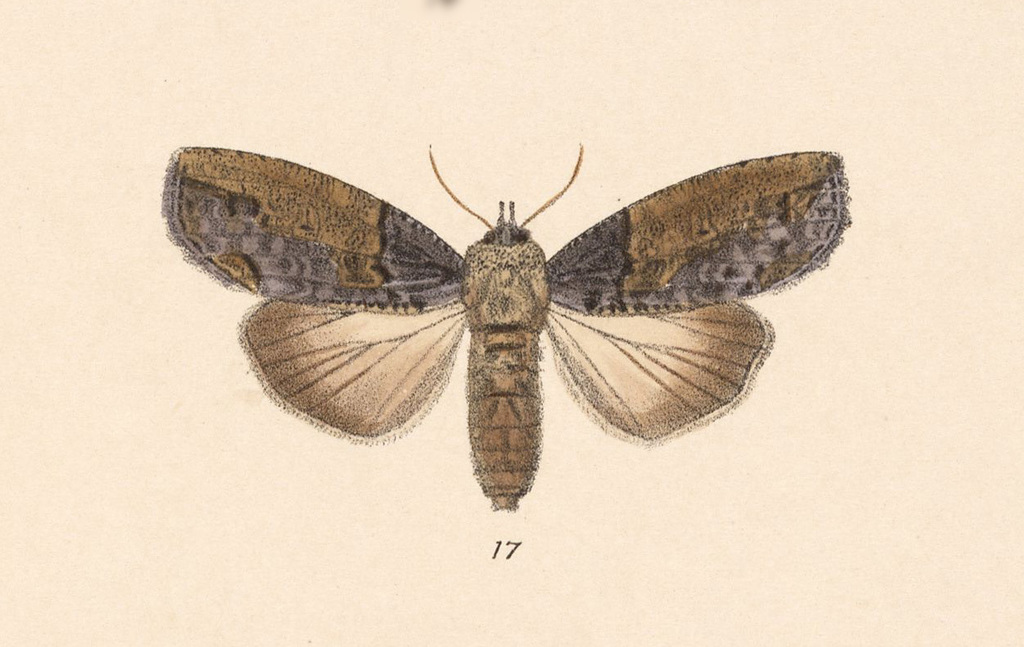 Gadirtha candezei