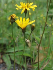 Crepis mollis