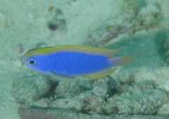 Chrysiptera flavipinnis