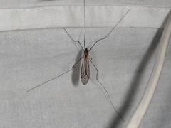 Leptotarsus fergusoni