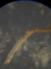 Rhabdammina