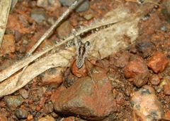 Pardosa crassipalpis