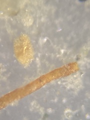 Rhabdammina