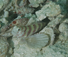 Amblyeleotris wheeleri