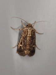Proteuxoa nuna