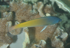 Halichoeres prosopeion