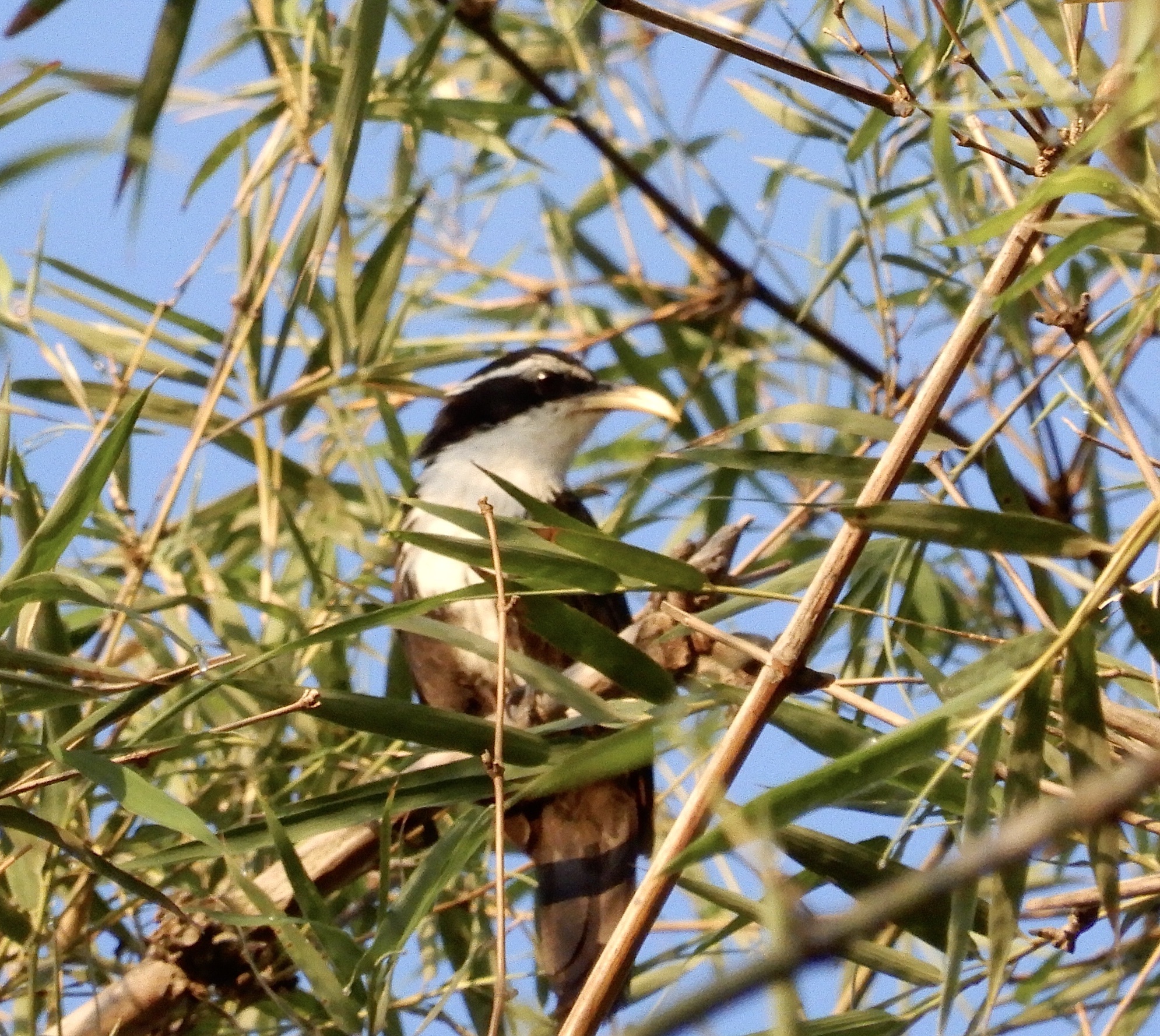 Indian Scimitar-Babbler illustration