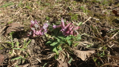 Corydalis solida