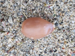 Notocypraea