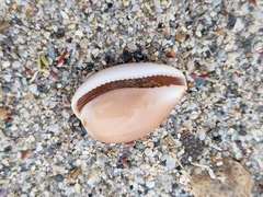 Notocypraea