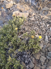 Helichrysum parvifolium