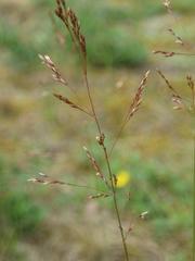 Agrostis vinealis