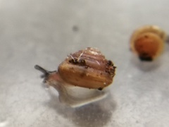 Kaliella