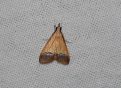 Pseudonoorda rubricostalis