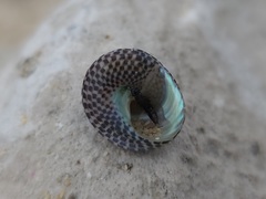 Chlorodiloma adelaidae