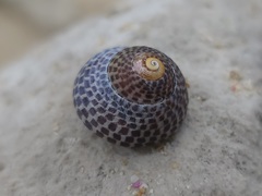 Chlorodiloma adelaidae