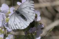 Pieris napi