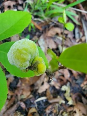 Exobasidium symploci