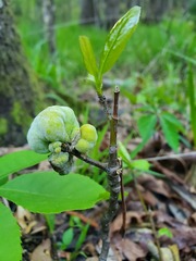 Exobasidium symploci