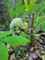 Exobasidium symploci